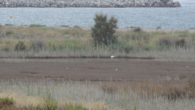 plameňák růžový - ML201736441