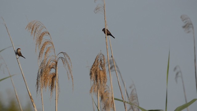 astrild vlnkovaný - ML201736461