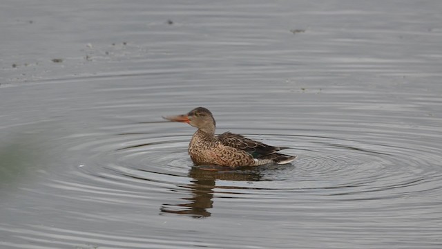Canard souchet - ML201736551