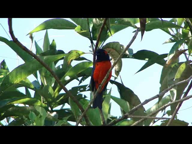 Scarlet-bellied Mountain Tanager (Fire-bellied) - ML201736571