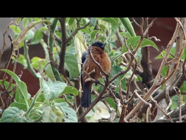 Black-throated Flowerpiercer - ML201736621