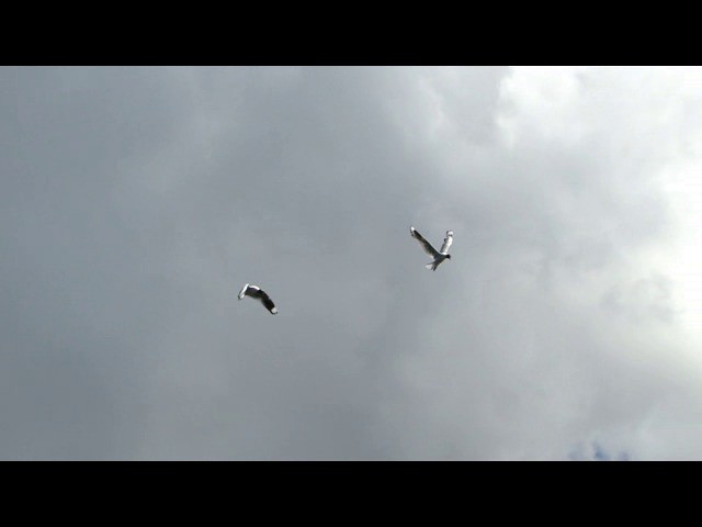 Andean Gull - ML201736641