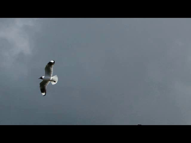 Andean Gull - ML201736651