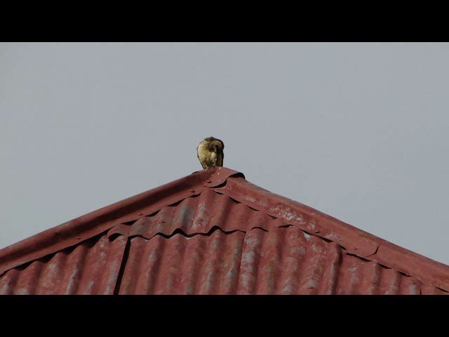 Andean Flicker (Southern) - ML201736671