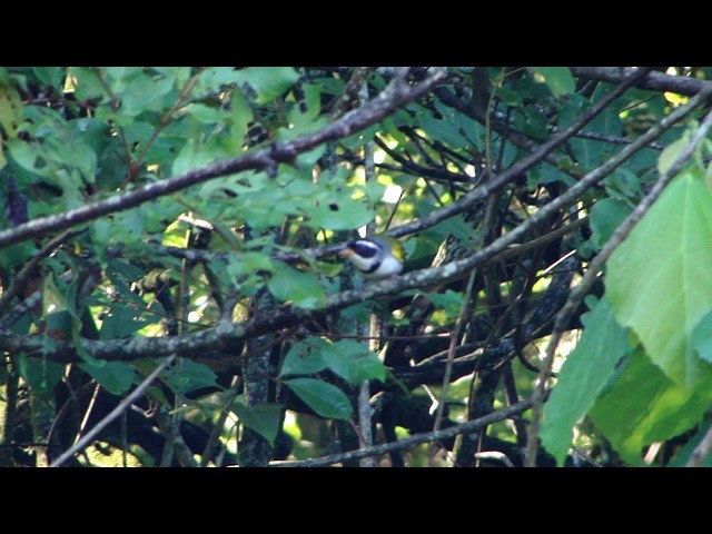 Saffron-billed Sparrow - ML201736721