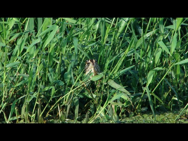 Stripe-backed Bittern - ML201736731