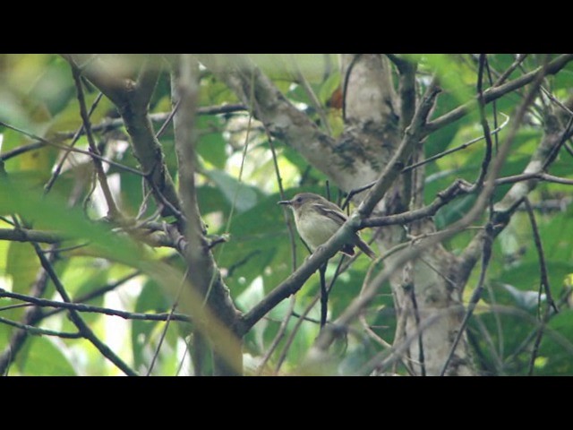 Smoky-fronted Tody-Flycatcher - ML201736741