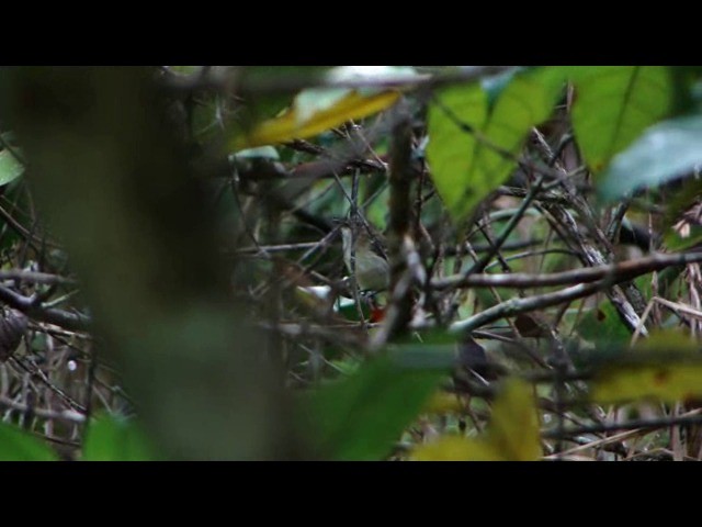 Smoky-fronted Tody-Flycatcher - ML201736751