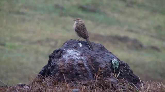 Leñatero - ML201736811