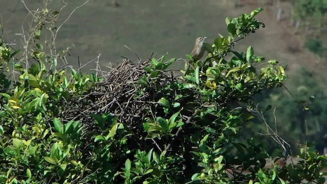 ニワカマドドリ - ML201736831