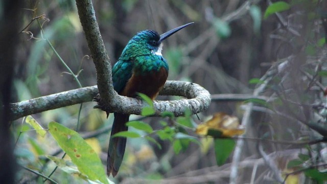 Rufous-tailed Jacamar - ML201736841