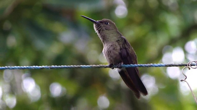 Colibrí Apagado - ML201736861