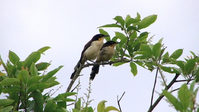 Black-capped Donacobius - ML201736911