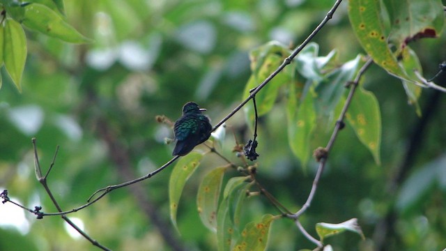 Blue-chinned Sapphire - ML201736931