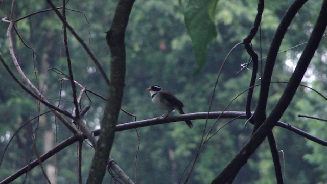 Saffron-billed Sparrow - ML201736951