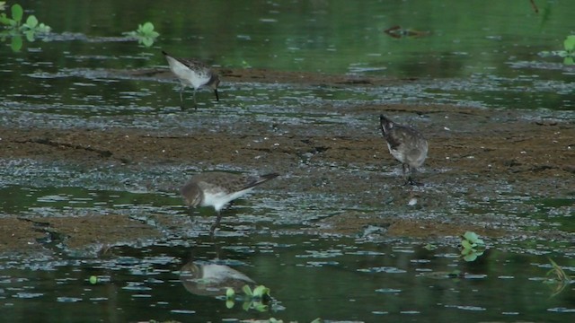 Weißbürzel-Strandläufer - ML201736961