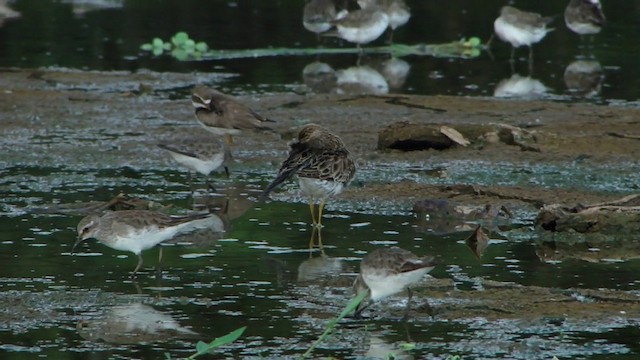 Graubrust-Strandläufer - ML201736971