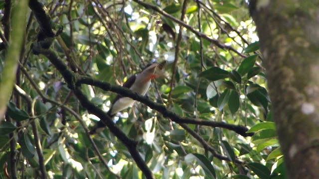 Pearly-breasted Cuckoo - ML201736981