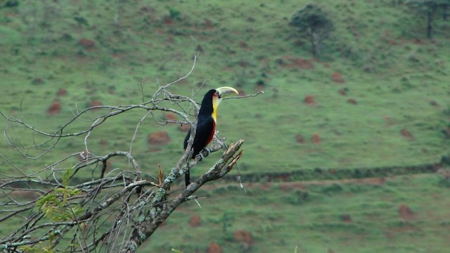 Red-breasted Toucan - ML201737011