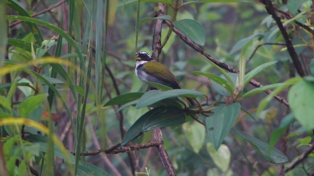 Half-collared Sparrow - ML201737021