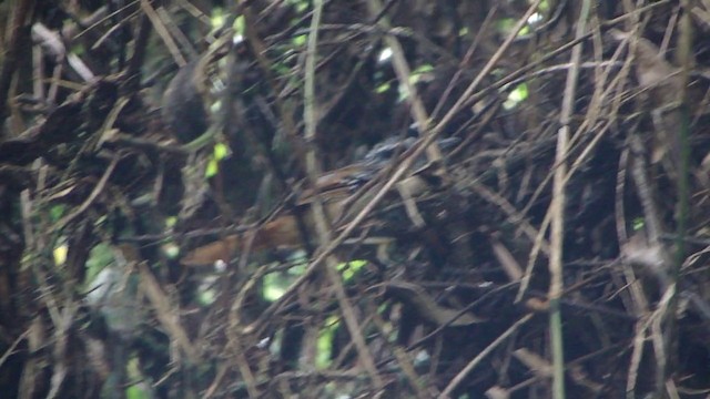 Rufous-tailed Antbird - ML201737031