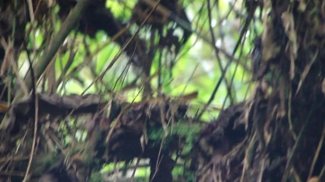 Rufous-tailed Antbird - ML201737041