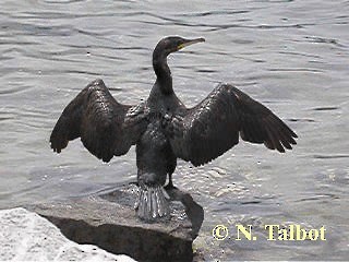 Great Cormorant (Australasian) - ML201737091