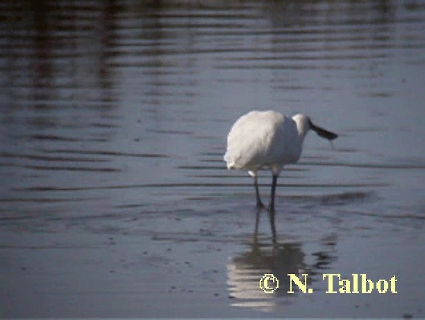 Royal Spoonbill - ML201737111