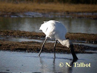 Royal Spoonbill - ML201737121