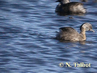 Hoary-headed Grebe - ML201737141