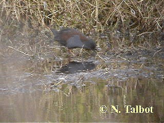 Polluela de Tongatapu - ML201737151