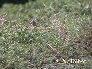 Eurasian Skylark - ML201737161