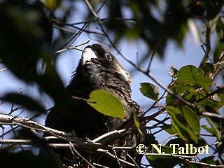 Cacatúa Fúnebre Piquilarga - ML201737251