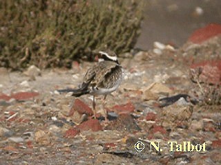 Black-fronted Dotterel - ML201737331