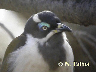 Blue-faced Honeyeater (Blue-faced) - ML201737341