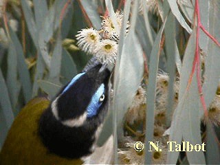 Blue-faced Honeyeater (Blue-faced) - ML201737351