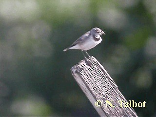 White-fronted Chat - ML201737371