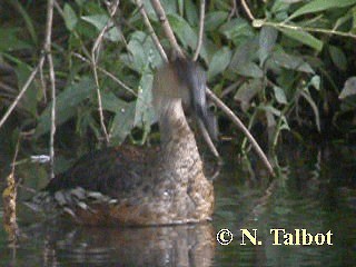 Wandering Whistling-Duck - ML201737381