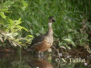 オオリュウキュウガモ - ML201737391
