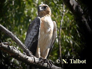 Kaninchenadler - ML201737451