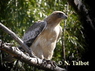 Австралийский орёл-карлик - ML201737461