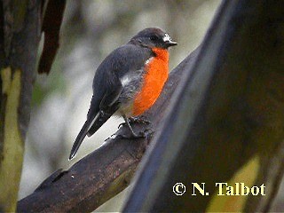 Flame Robin - ML201737521