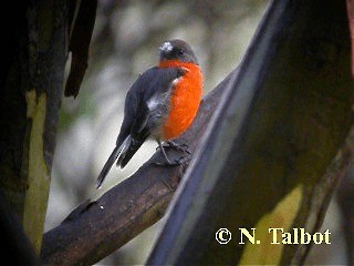 Flame Robin - ML201737531