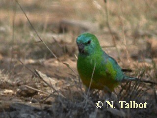 Perico Dorsirrojo - ML201737551