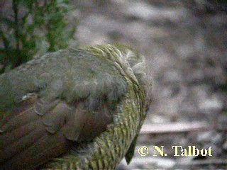 Satin Bowerbird - ML201737571