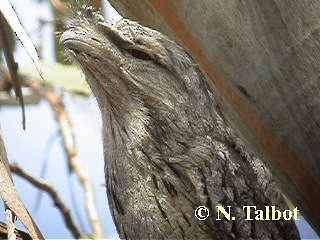 Tawny Frogmouth - ML201737591