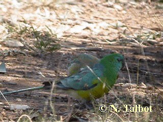 Perico Dorsirrojo - ML201737601