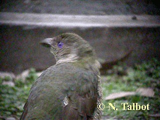 Satin Bowerbird - ML201737611