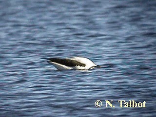 Avoceta Australiana - ML201737631