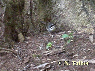 White-browed Scrubwren (Buff-breasted) - ML201737671